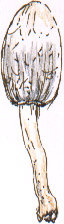 young ink cap