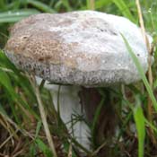 boletus?