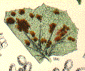 coltsfoot rust fungus, J E Sowerby