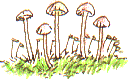 willow bough toadstools