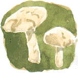 pale fawn mushroom