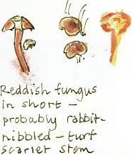 small fungus