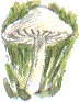 hollow-stemmed white mushroom