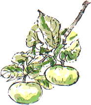 bramley apples
