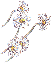 dog daisies