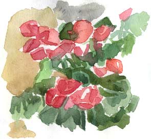 begonia