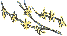 forsythia