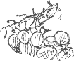 grapes