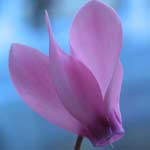 cyclamen