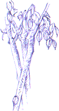Ficus benjamina stems