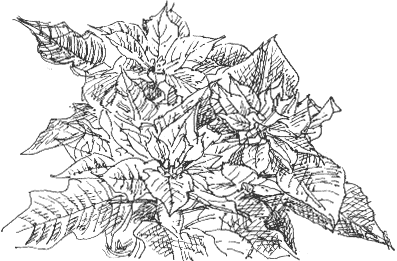 Poinsettia