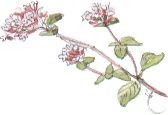 marjoram