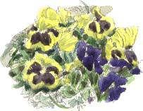 winter pansies