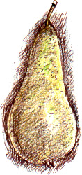 Conference pear