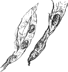 pods