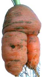 carrot