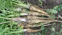 parsnips