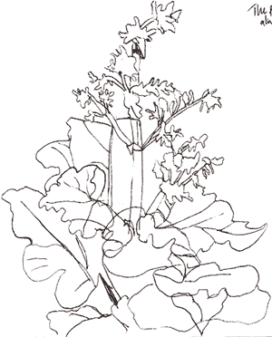 rhubarb