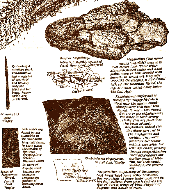 Carboniferous fish