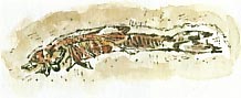 fossil fish