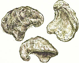 Gryphaea