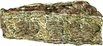 stromatolites