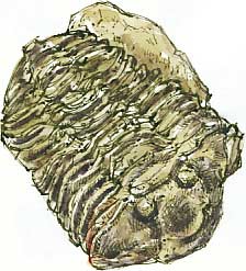 trilobite