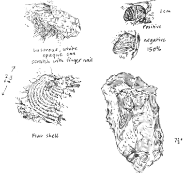 brachiopods