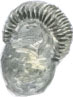 Ammonite, Dactyloceros