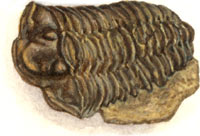 trilobite