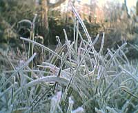 frost on grass