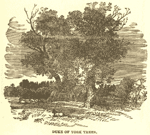 Duke of York Trees