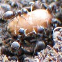ants' egg