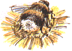 bumble bee, Bombus terrestris (?)
