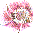 bees on poppy stamens