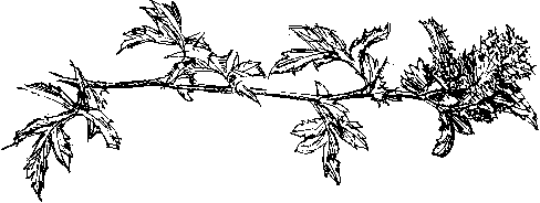 hawthorn rosette gall
