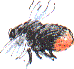red-tailed bee