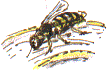 last year's wasp