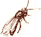 winged ant