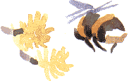 bumble bee and catkin