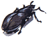 ground beetle