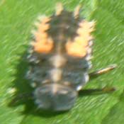 harlequin ladybird larva