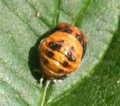 harlequin ladybird larva