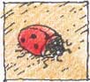 ladybird