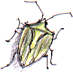 green shield bug