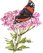 red admiral