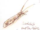 Caddis fly