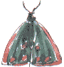 cinnabar moth