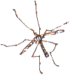 crane fly