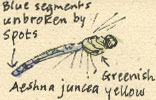 Aeshna juncea